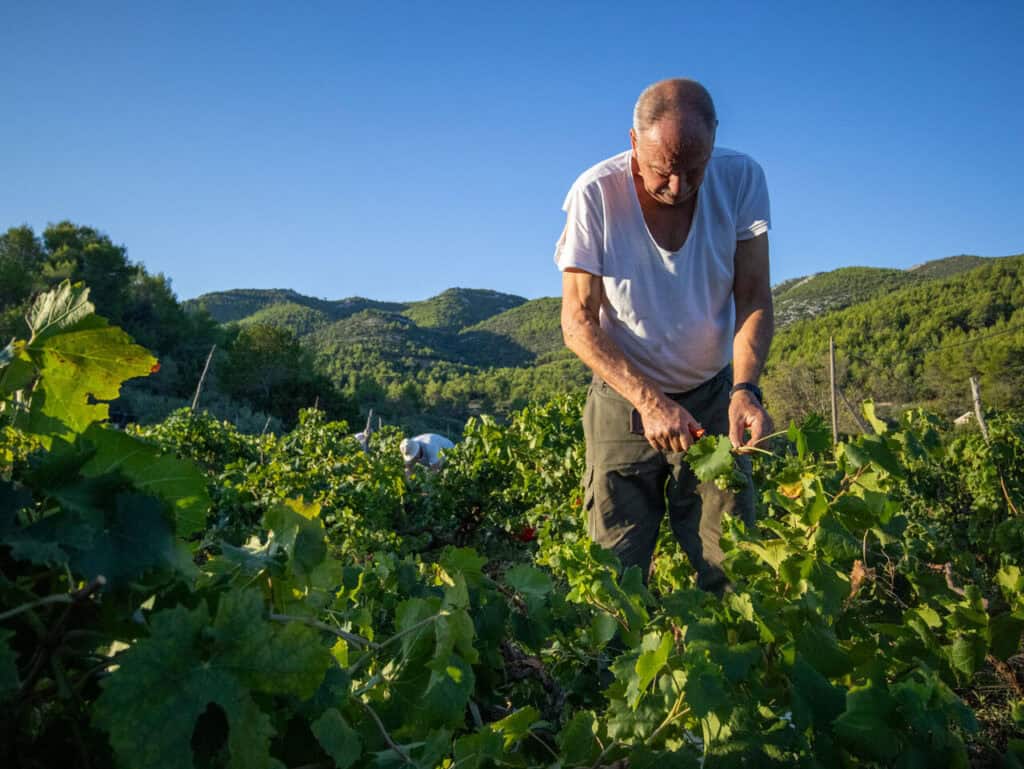 local vineyard on Hvar island traditional wine production