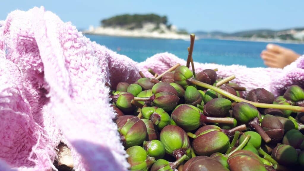 capers in wild plants of Hvar
