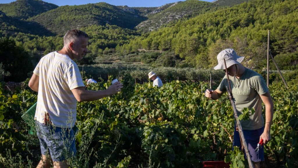 best wine tours in Hvar are with a local wine grower