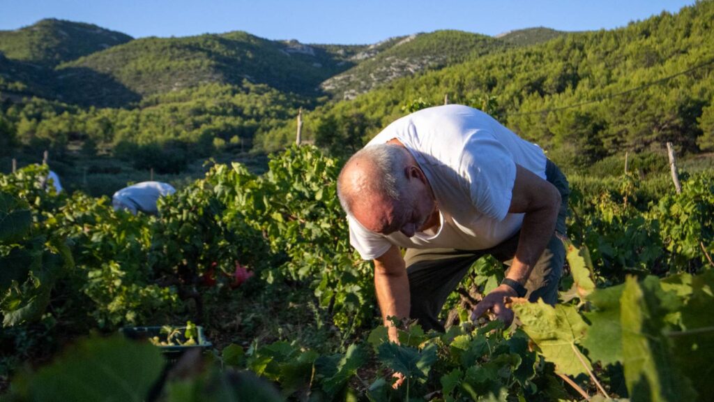 best hvar wine tours in my vineyard