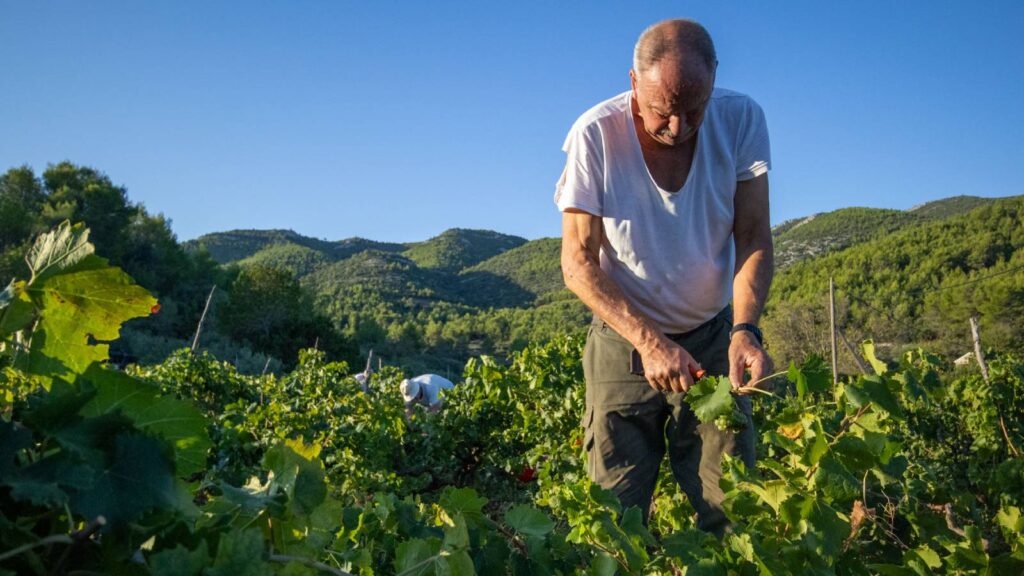 best wine tours in hvar are in my vineyard
