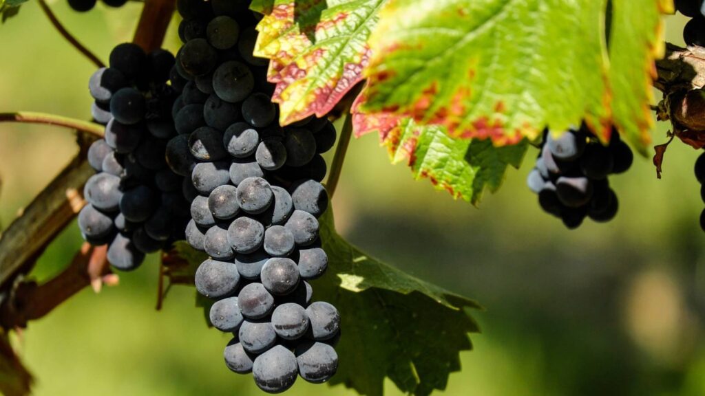 wine tasting grapes