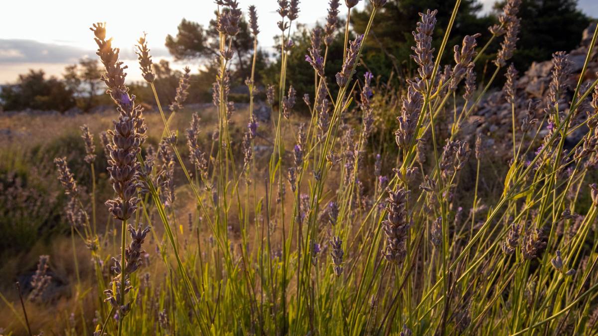 hvar lavender fields
