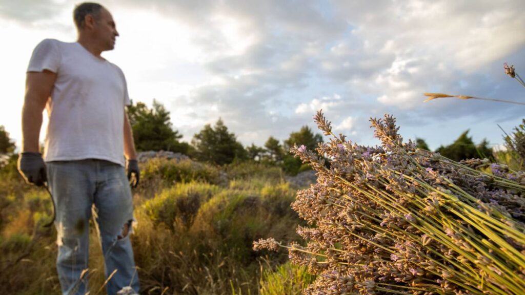 hvar lavender fields harvest