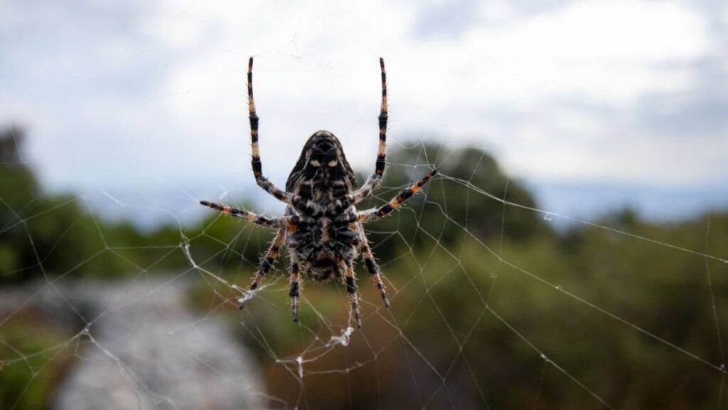 spider in a hvar lavender field