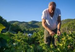best wine tours in hvar are in my vineyard