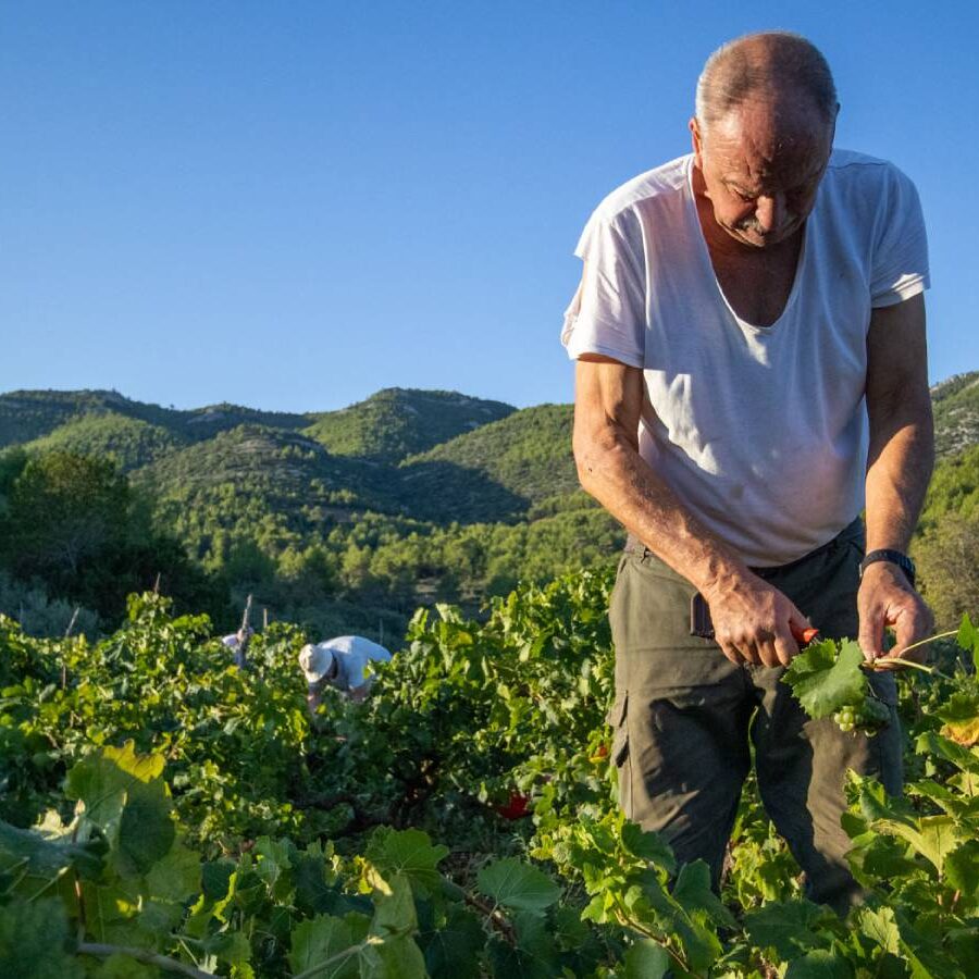 best wine tours in hvar are in my vineyard