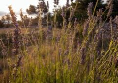 hvar lavender fields