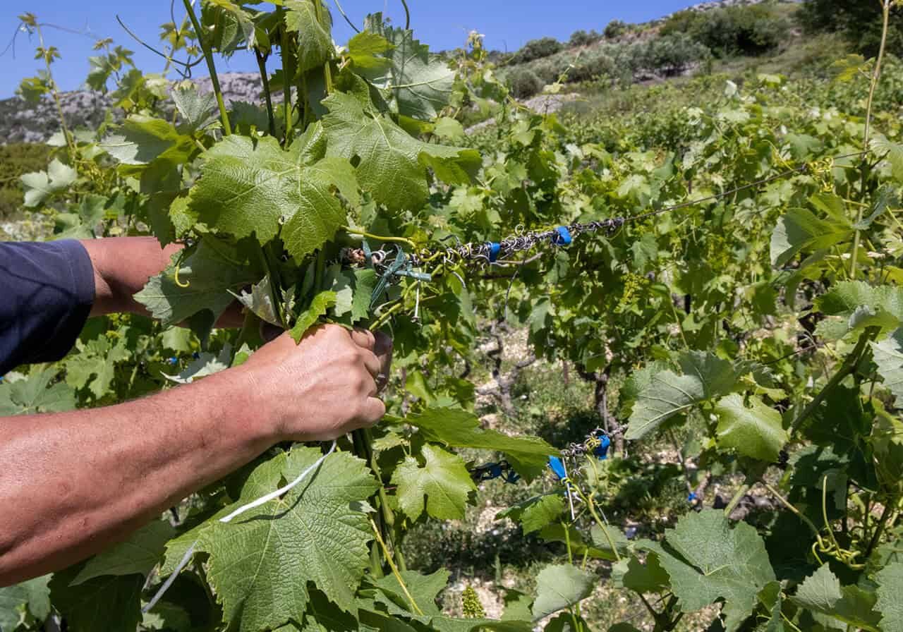 hvar wine tasting tour and vineyards